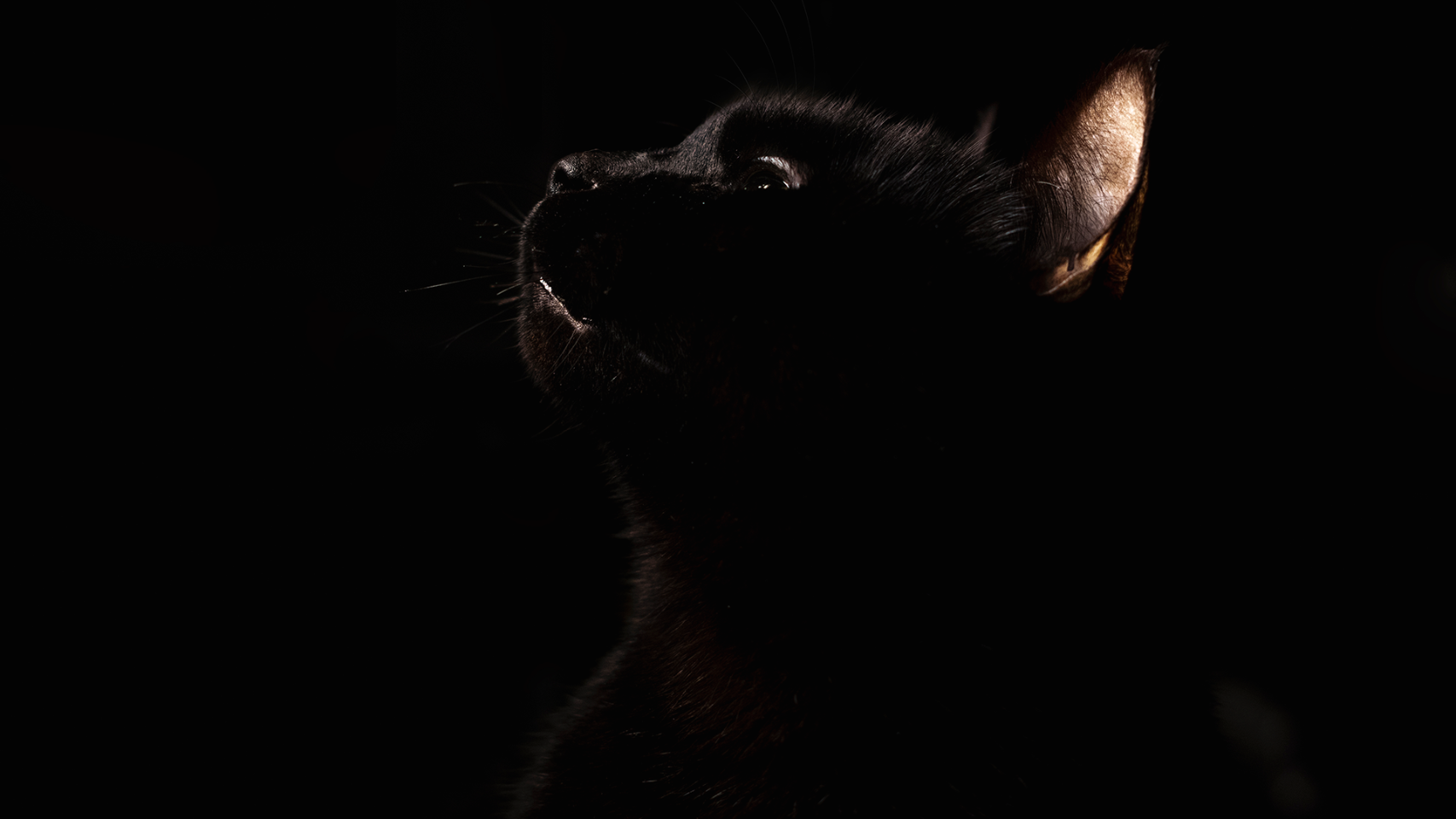 妄 猫猫凝视我好像还没在这边发过sherlock的这组照片 论黑猫猫的镜头感有多好 Moew